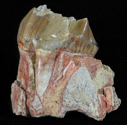 Hyracodon (Running Rhino) Tooth - South Dakota #60962